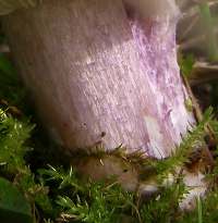 Flushed fibrous stem of Lepista saeva