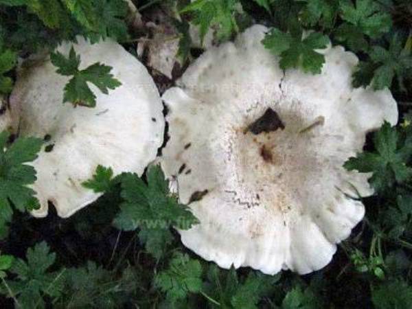 20 g GIANT LEUCOPAX Leucopaxillus giganteus Mushroom Spores Spawn Seeds Mycelium 