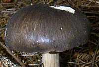 A young cap of Megacollybia platyphylla