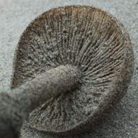 Gills of Melanoleuca cinereifolia