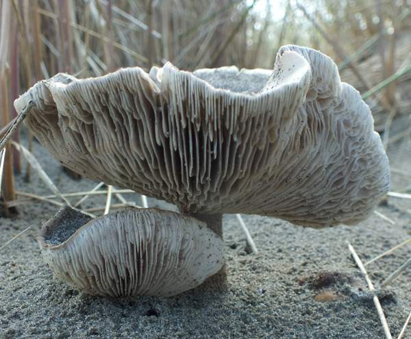 Dune Cavalier mushrooms, Melanoleuca cinereifolia, side view