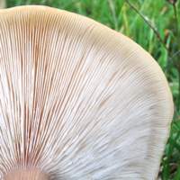 Gills of the Grooved Cavalier mushroom