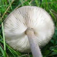 Gills of the Common Cavalier mushroom