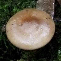 Cap of Melanoleuca melaleuca