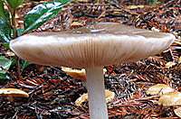 Gills of the Common Cavalier mushroom