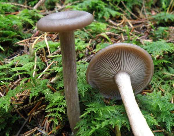 Pseudoclitocybe cyathiformis, Goblet, in spruce woodland, Wales UK