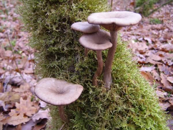 Pseudoclitocybe cyathiformis, Goblet, in spruce woodland, France