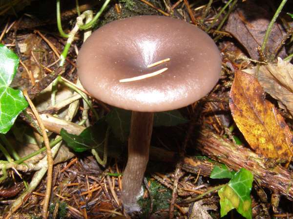 Pseudoclitocybe cyathiformis, Goblet, in spruce woodland, South Wales