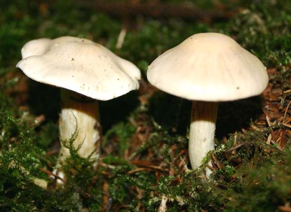 Tricholoma album - White Knight mushroom 