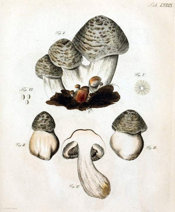 A mushroom that Jacob Christian Schaeffer included in a 1762 publication and called Agaricus tigrinus - now recognised as Tricholoma pardinum Quel. (Public Domain image)