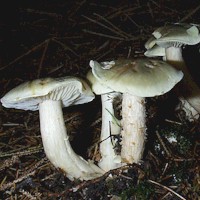 Group of mature Soapy Knights, Tricholoma saponaceum