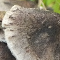 Cap of Tricholoma scalpturatum