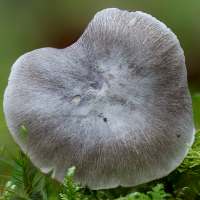 Cap of Tricholoma sciodes