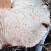 Gills and stem of Tricholoma stans, Upright Knight 