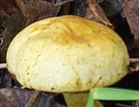 Cap of Tricholoma sulphureum