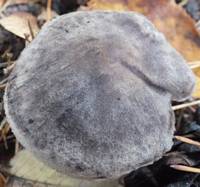 Cap of Tricholoma terreum