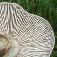 Gills of Tricholoma terreum