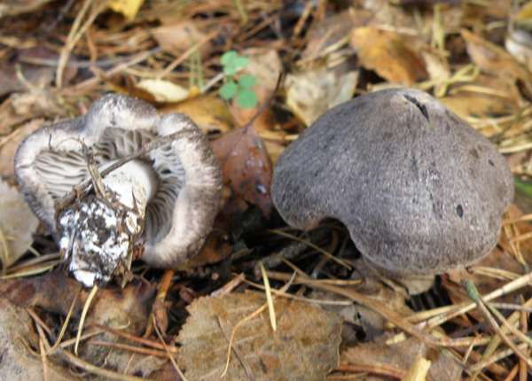 Tricholoma terreum, top and underside view
