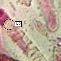 Pileipellis of Tricholoma ustale