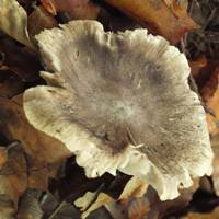 Cap of Tricholoma virgatum, southern France