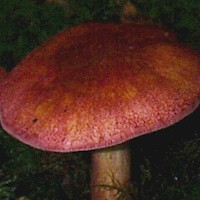 Cap of tthe Plums and Custard mushroom