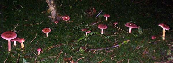 Part of a fairy ring of Plums and Custard mushrooms