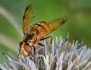 Hoverfly Volucella zonaria (female)