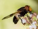 Hoverfly Volucella pellucens