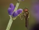 Hoverfly Platycheirus ambimanus