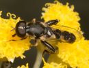 Hoverfly Syritta pipiens