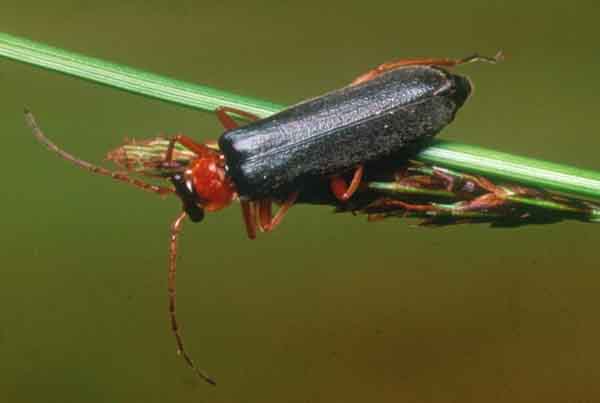 Sailor Beetle Cantharis nigra