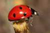 Seven-spot Ladybird, Coccinella septempunctata