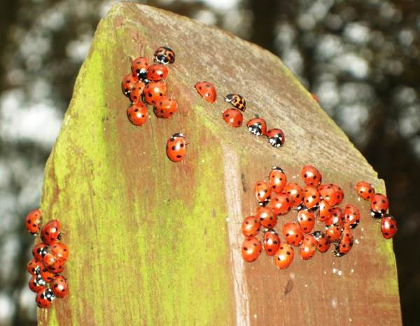 A colony of Seven-spot Ladybirds plus two Harlequin Ladybirds