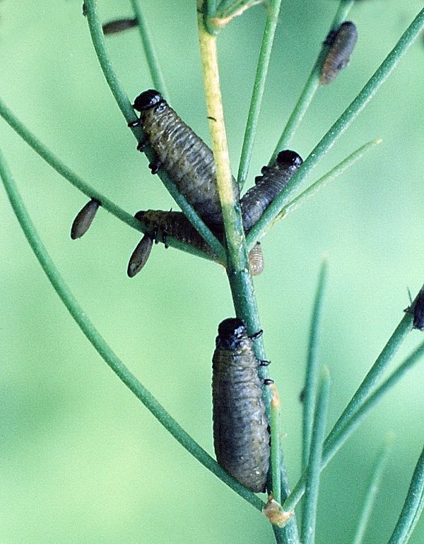 Crioceris- asparagi - Common Asparagus Beetle eggs and larvae