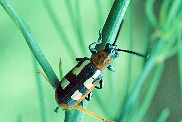Asparagus Beetle, top view
