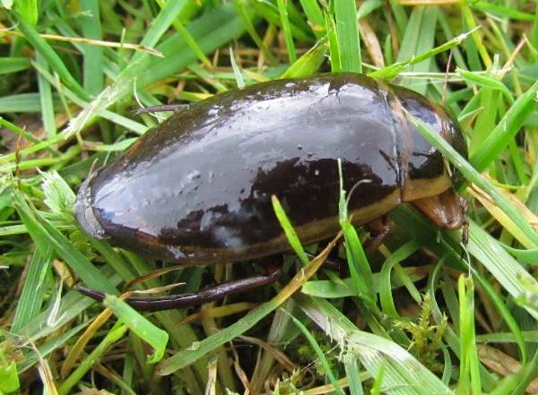 Male Great Diving Beetle