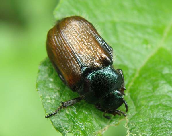Garden Chafer Beetle, Wales