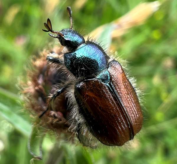 Garden Chafer Beetle, Monmouthshire