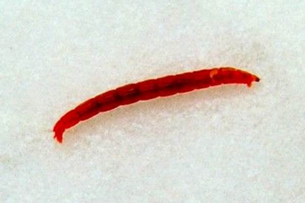Chironomid larva, or bloodworm
