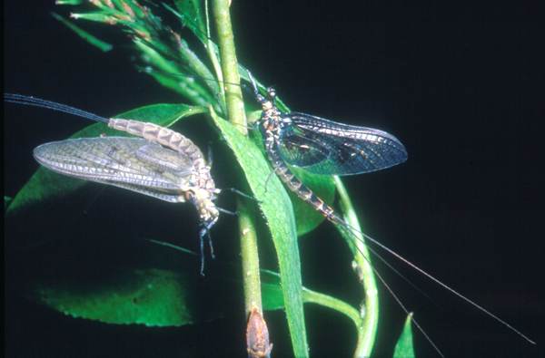 Ephemera vulgata, dun and spinner