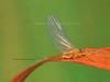 Pale Evening mayfly Procloeon bifidum