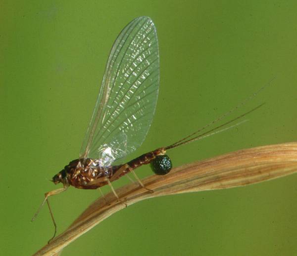 BWO spinner with eggs