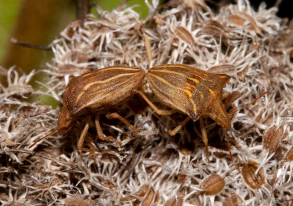 Striped shield bug Ancyrosoma albolineatum