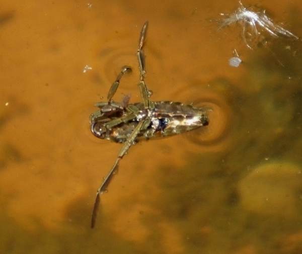 Notonecta glauca, Backswimmer or Greater Waterboatman, top view