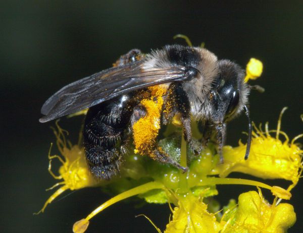 Andrena cineraria