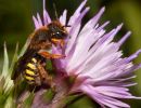 Wool Carder Bee anthidium manicatum