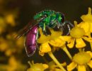 Ruby-tailed Wasp Chrysis ignita