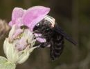 Violet Carpenter Bee Xylocopa violacea