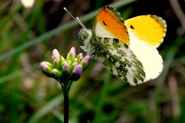 Orange-tip Butterfly, southern France