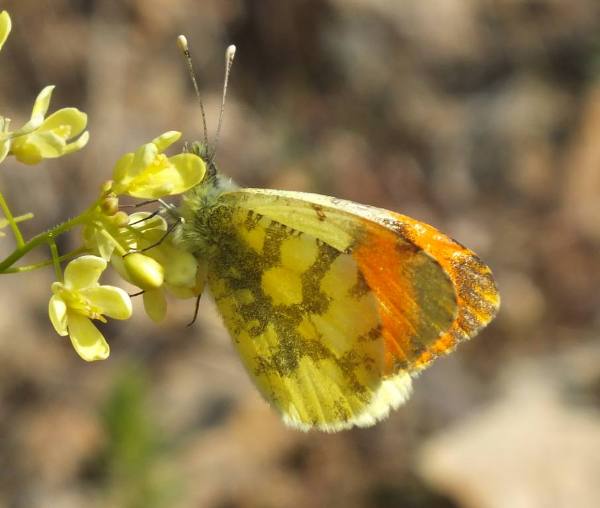 Provencal Orange-tip Butterfly (male), underwing view